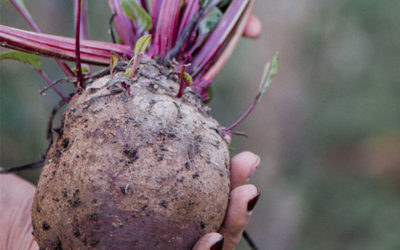 Food Revolution for the survival and convenience of Man kind!
